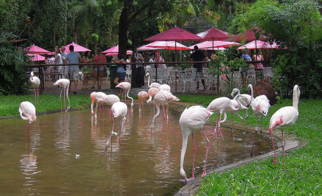 Brazil (Iguacu Birds Park) Flamingos and umbrellas in harmony !!! - image gratuit #300003 