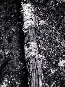 Bark decay - Kostenloses image #300223