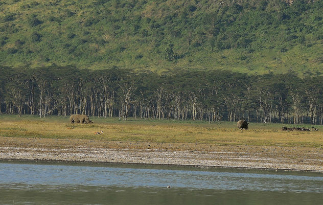Kenya (Nakuru National Park) Rhino and gnus - Free image #300443