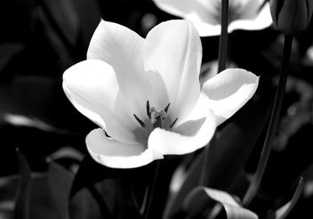 Black and white beauty - image gratuit #300603 