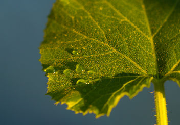 Bright leaf - image #300813 gratis