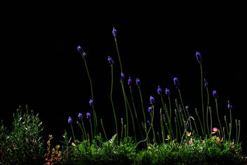 Little Purple Flowers - бесплатный image #301113