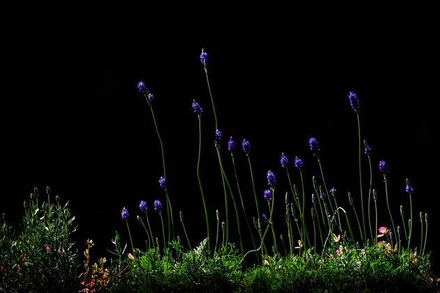 Little Purple Flowers - image gratuit #301113 