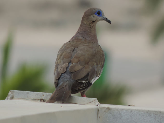 Dove on the roof - image gratuit #301143 