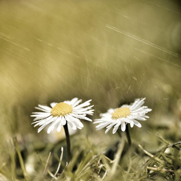 Two daisy flowers in grass - Free image #301383