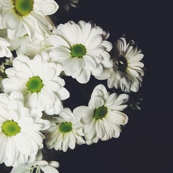 White chrysanthemum - image #301393 gratis