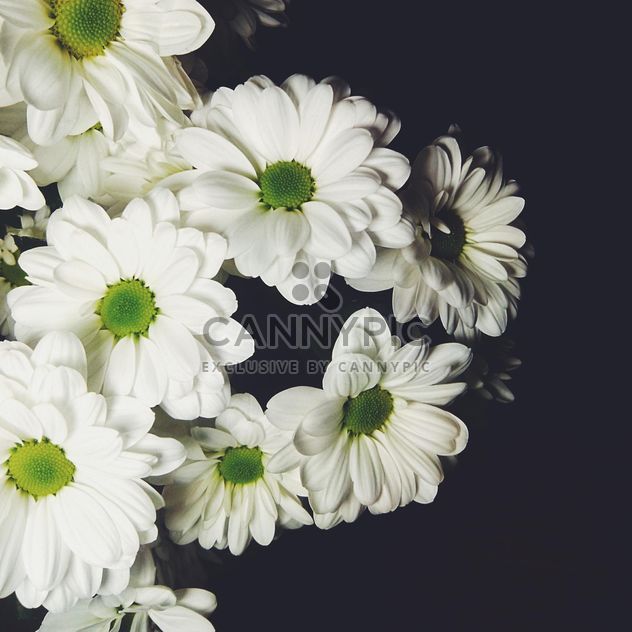 White chrysanthemum - image gratuit #301393 