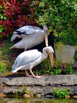 American pelicans rest - бесплатный image #301623