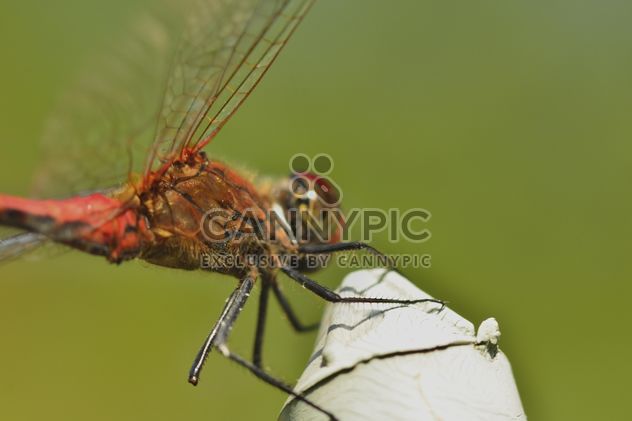 Dragonfly with beautifull wings - Kostenloses image #301643