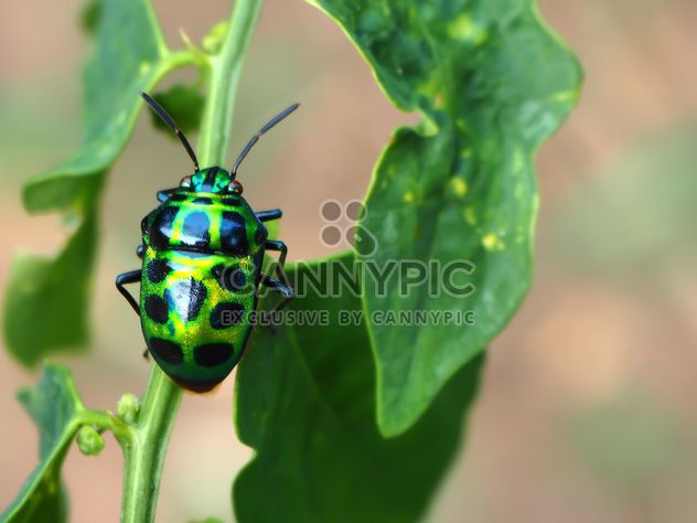 Green bug with black dots - бесплатный image #301723