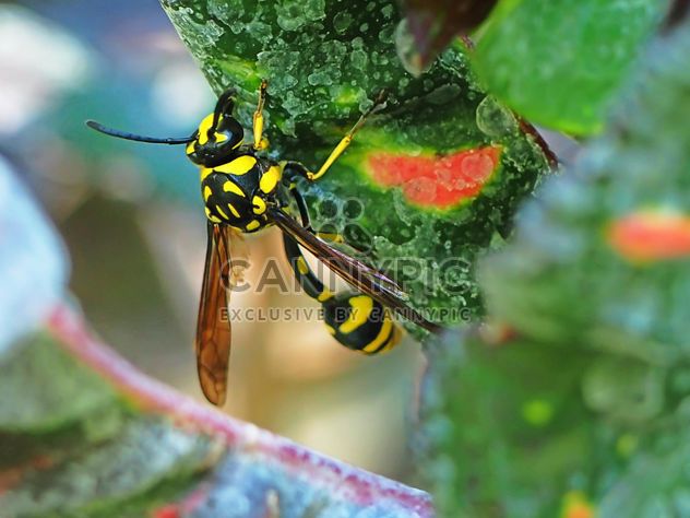 Black and yellow insect - image gratuit #301753 