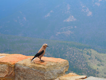 Bird on ledge - Free image #301863