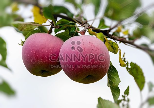 Apples on a branch - Free image #303323