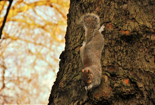 Squirrel on the tree - image #303953 gratis