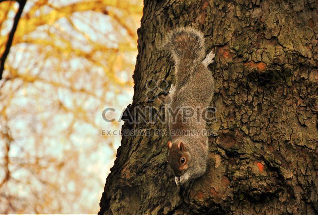 Squirrel on the tree - image #303953 gratis