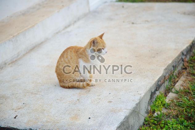 red cat takes a morning walk - image gratuit #304033 