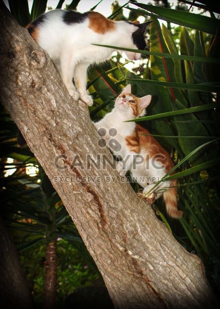 Two kitten on a tree - image #304053 gratis