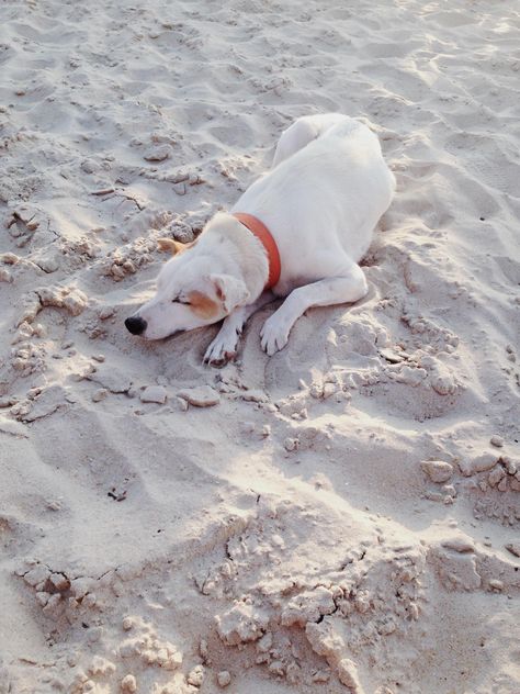 dog sleeping on the beach - image #304103 gratis