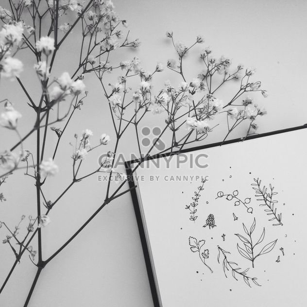 herbal drawing and flowers b/w - image gratuit #304123 