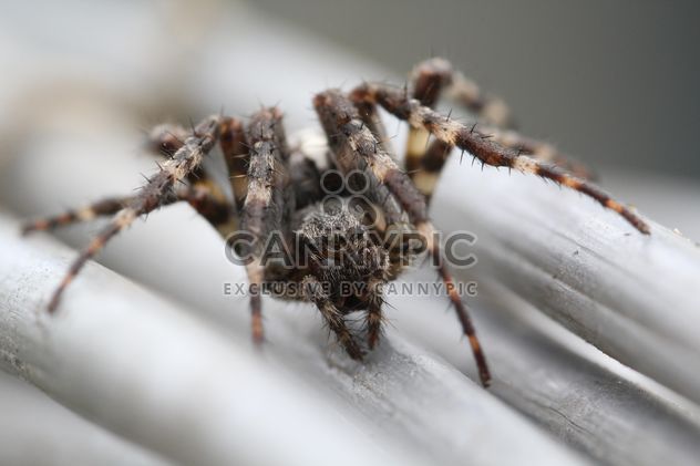 Close-up of black spider - Free image #304363