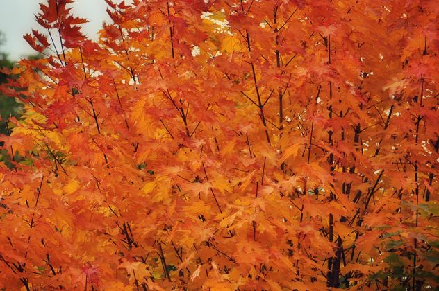 Orange leaves on a maple - Free image #304453