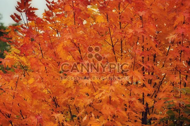 Orange leaves on a maple - бесплатный image #304453