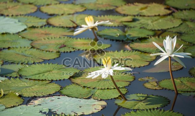 Water lilies on a pond - image gratuit #304473 