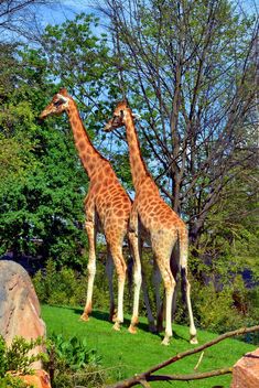 giraffes in park - Kostenloses image #304523