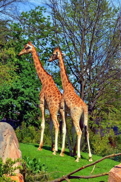 giraffes in park - image #304523 gratis