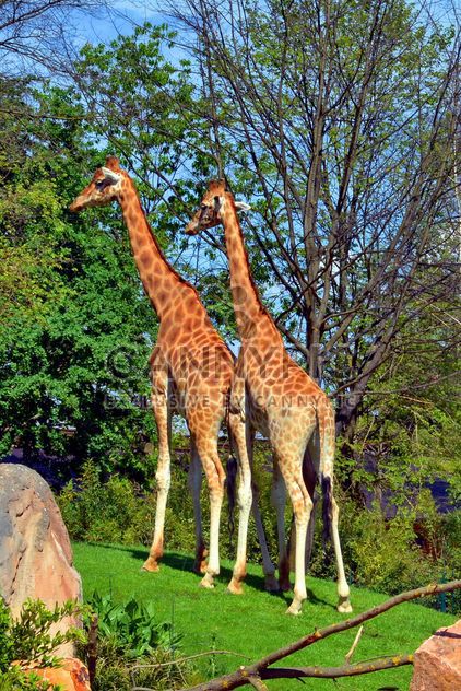 giraffes in park - image #304523 gratis