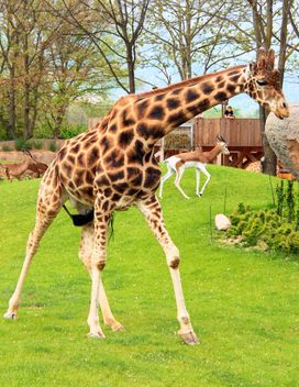 Giraffe in park - Free image #304543