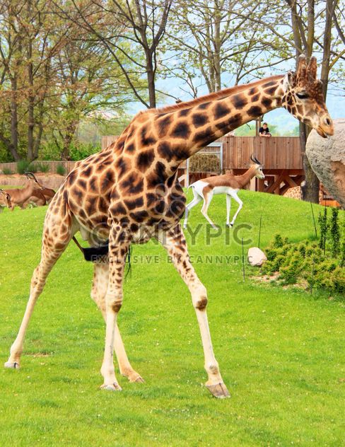 Giraffe in park - image #304543 gratis