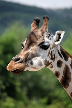 Giraffe portrait - Kostenloses image #304553
