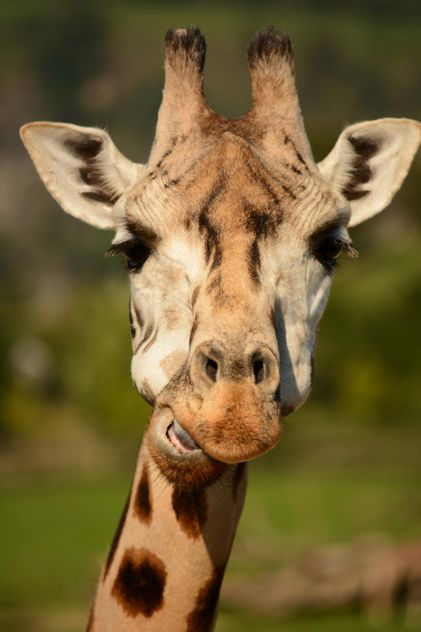 Giraffe portrait - image gratuit #304563 
