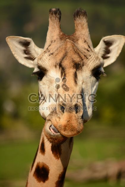 Giraffe portrait - image #304563 gratis