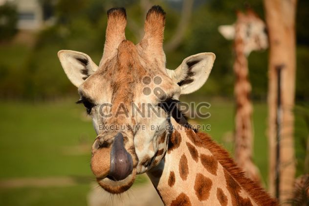 Giraffe in park - Free image #304573