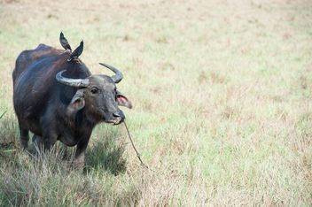 Black buffalo - Kostenloses image #304743