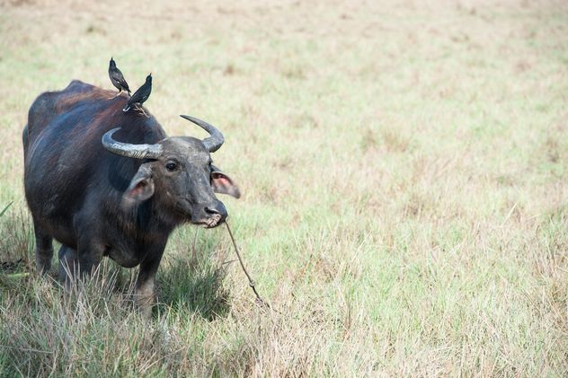Black buffalo - Kostenloses image #304743