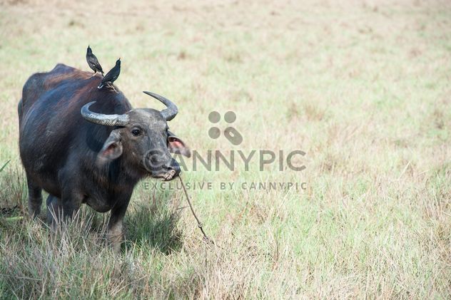 Black buffalo - image gratuit #304743 