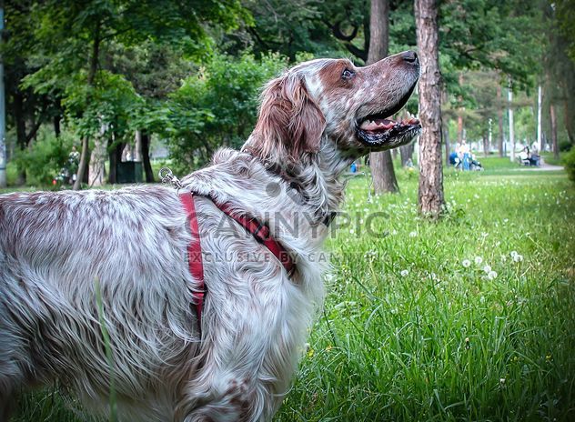 Setter dog in park - image gratuit #304753 