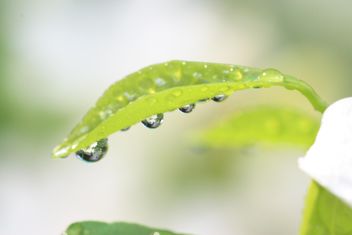 water drop on green leaf - Free image #304773