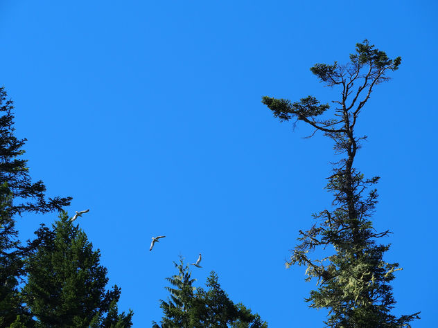Birds flying in the sky - Free image #305673