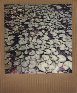 Lily Pads - Kostenloses image #305923