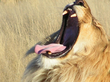 Big yawn - image #305933 gratis