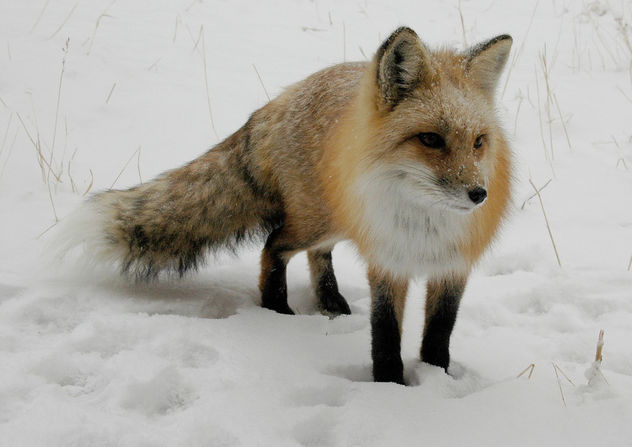 Fox in Snow - image #305943 gratis