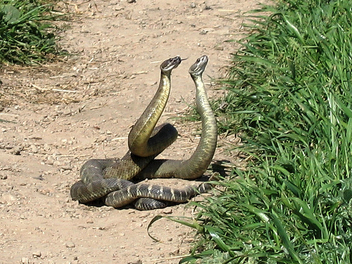 Rattlesnakes - Free image #305953
