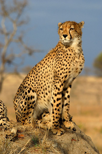 Cheetah - image gratuit #305973 