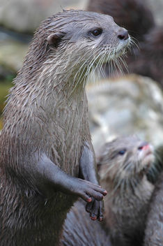 European otter - image #305983 gratis