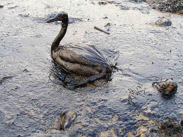 Oiled Bird - Black Sea Oil Spill 11/12/07 - Kostenloses image #306043
