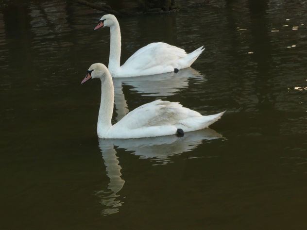 A Pair Of Swans At Sun Pier,Chatham,Kent - image gratuit #306063 